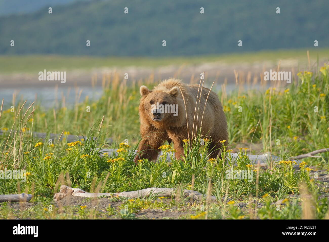 Pacific Coastal Braunbären (Usus arctos) - grizzliy - auf der Kenai peninsual. Stockfoto