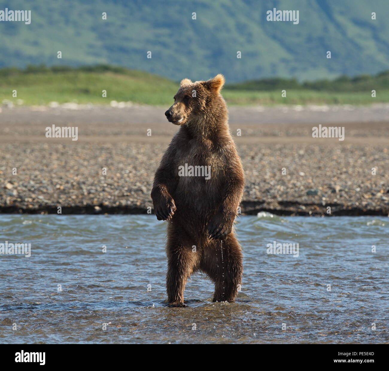 Braun Grizzly bear (urus arctos) steht auf den Hinterbeinen in einem Bach. Nur eine kleine Pause vom Angeln auf einen Blick herum haben. Stockfoto