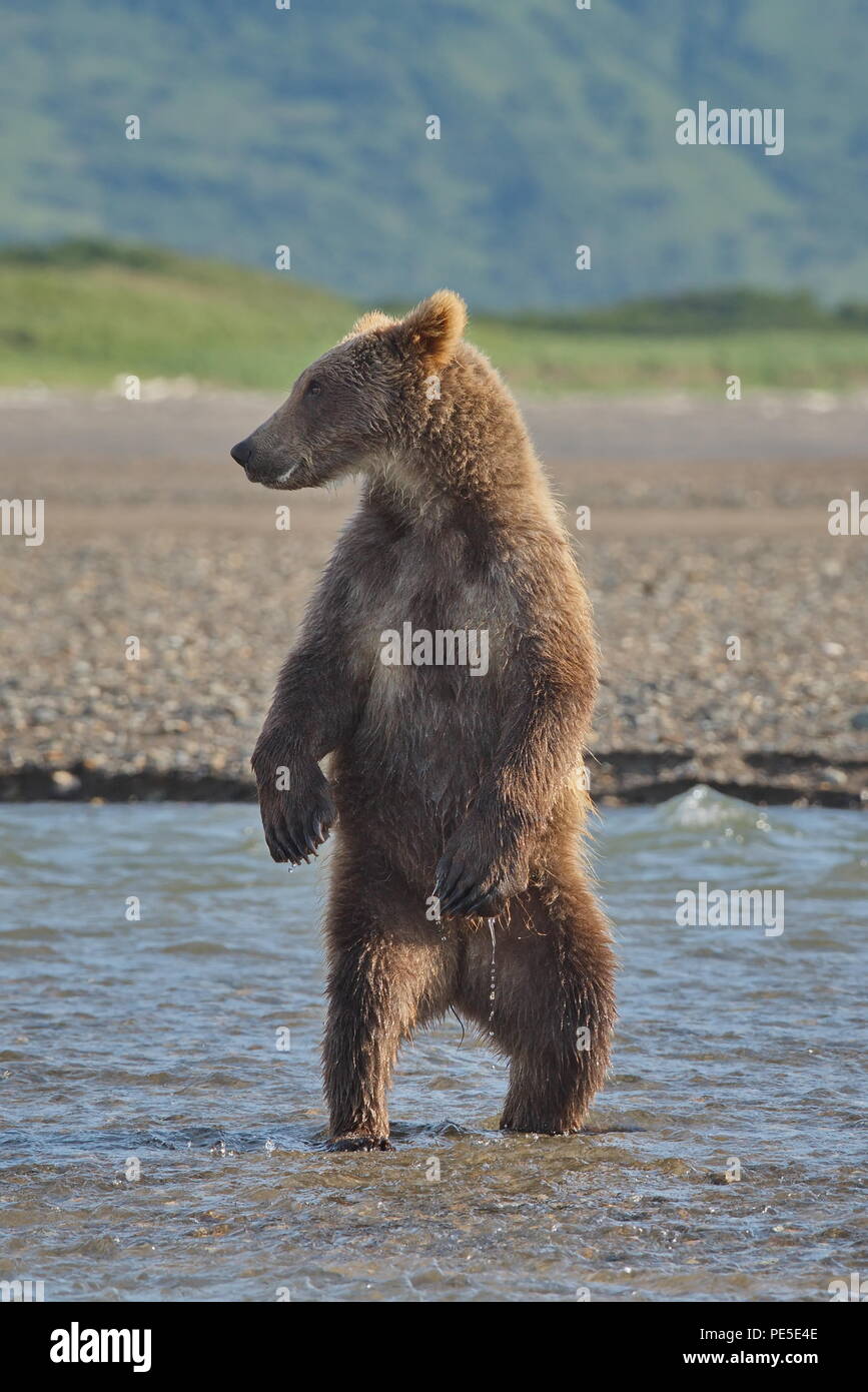 Braun Grizzly bear (urus arctos) steht auf den Hinterbeinen in einem Bach. Nur eine kleine Pause vom Angeln auf einen Blick herum haben. Stockfoto