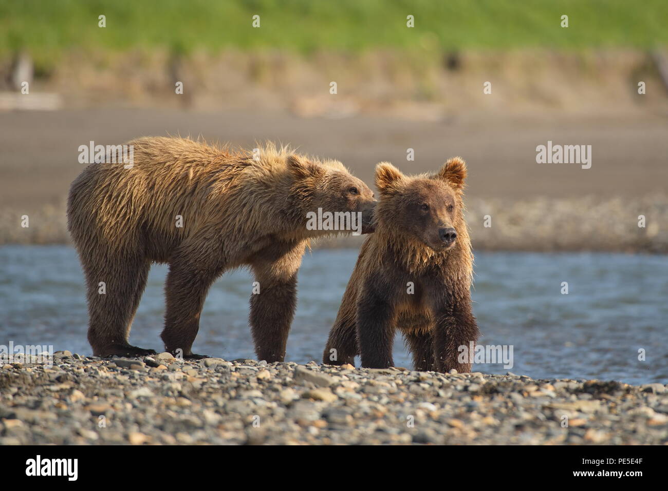 Mutter sow tragen und Jungen in Kenai Natioal Park Alaska - August 2018 Stockfoto