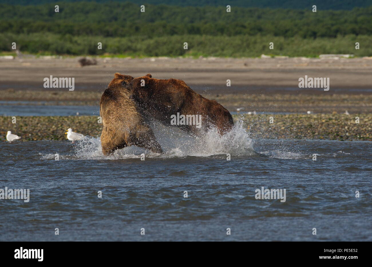 Pacific Coastal Braunbären (Usus arctos) im Katmai National Park. Bären sind fighing Überfischung Gebiet. Stockfoto