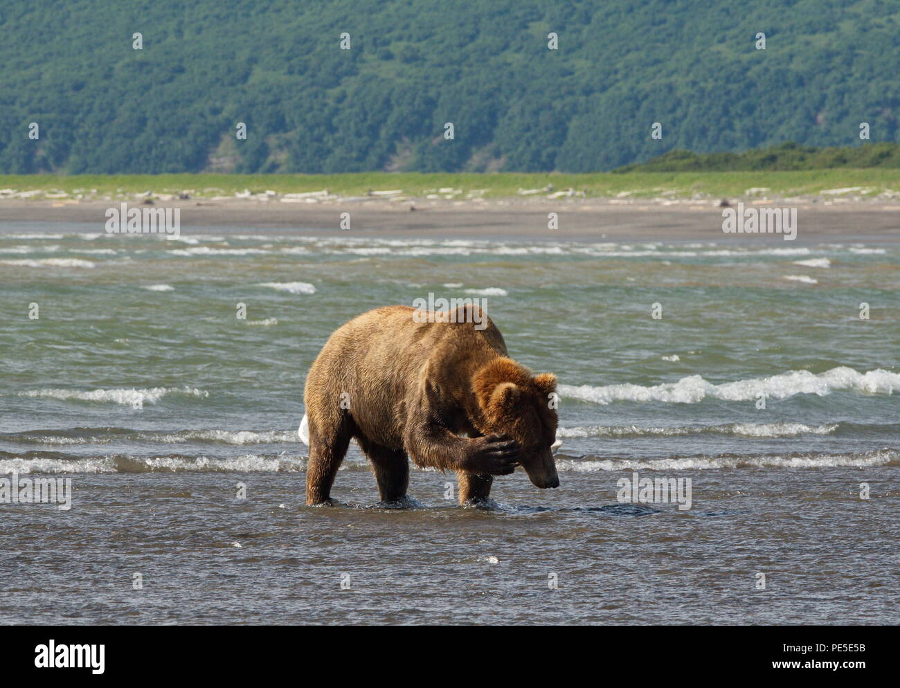 Pacific Coastal Braunbären (Usus arctos) - grizzliy - auf der Kenai peninsual. Angeln im Wasser einer Flussmündung im Katmai National Park in Alaska. Aug. Stockfoto