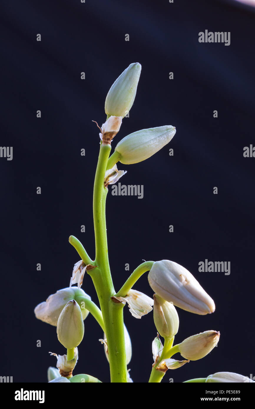 Yucca-Blumen Stockfoto