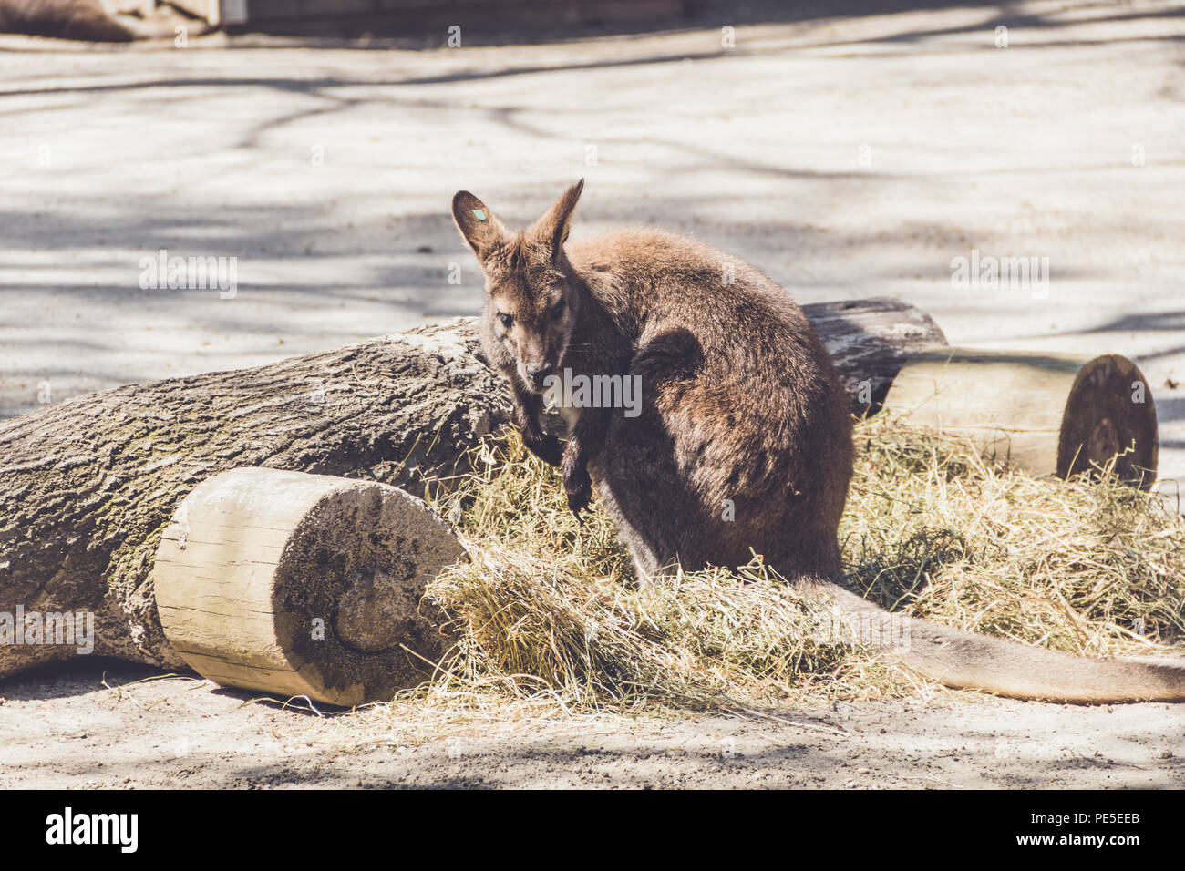 Wallaby (Macropodidae) Hängen um den Park in Stellung vintage Stockfoto