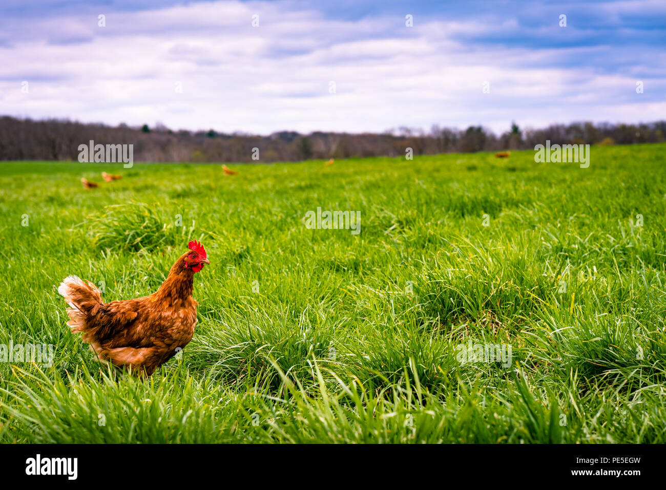 Open space farm Bereichen Gras mit vorderen Henne portrait. Stockfoto