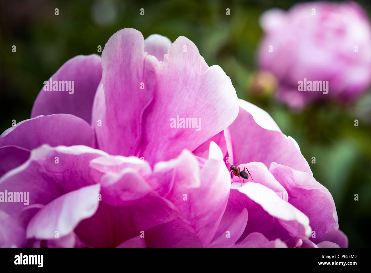 Mit Blumen und Insekten in ihrer Mitte. Stockfoto