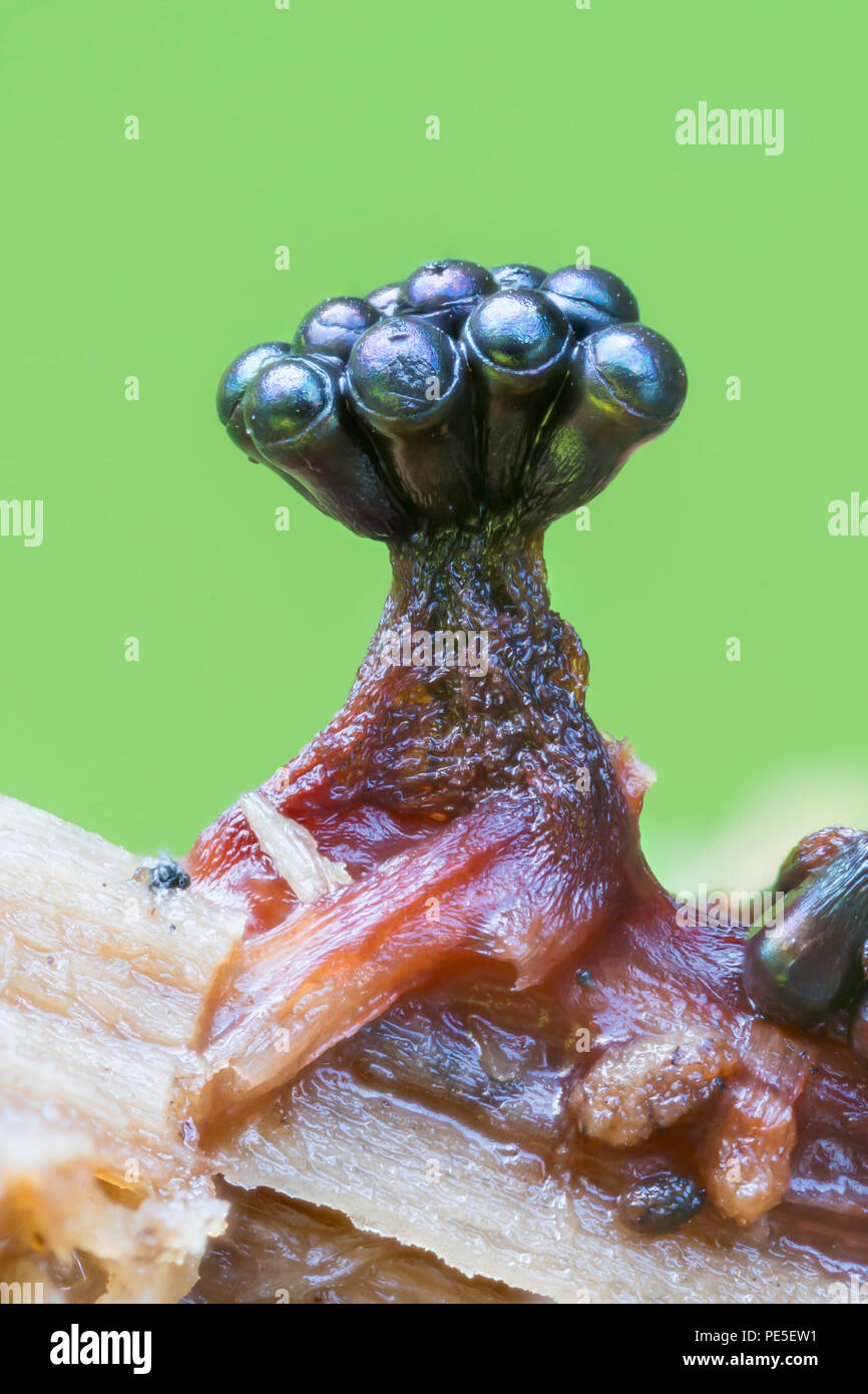 Gestielten Fruchtkörper von Multigoblet Schleimpilze (Metatrichia vesparium) wachsen auf der Seite einer verwesenden toten Baum. Stockfoto