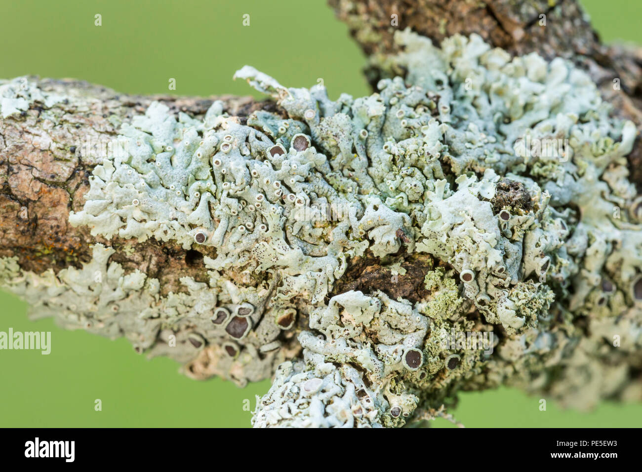 Sternenhimmel Rosette Flechten (Physcia stellaris), eine kleine foliose Flechten, wächst auf einem Ast. Stockfoto