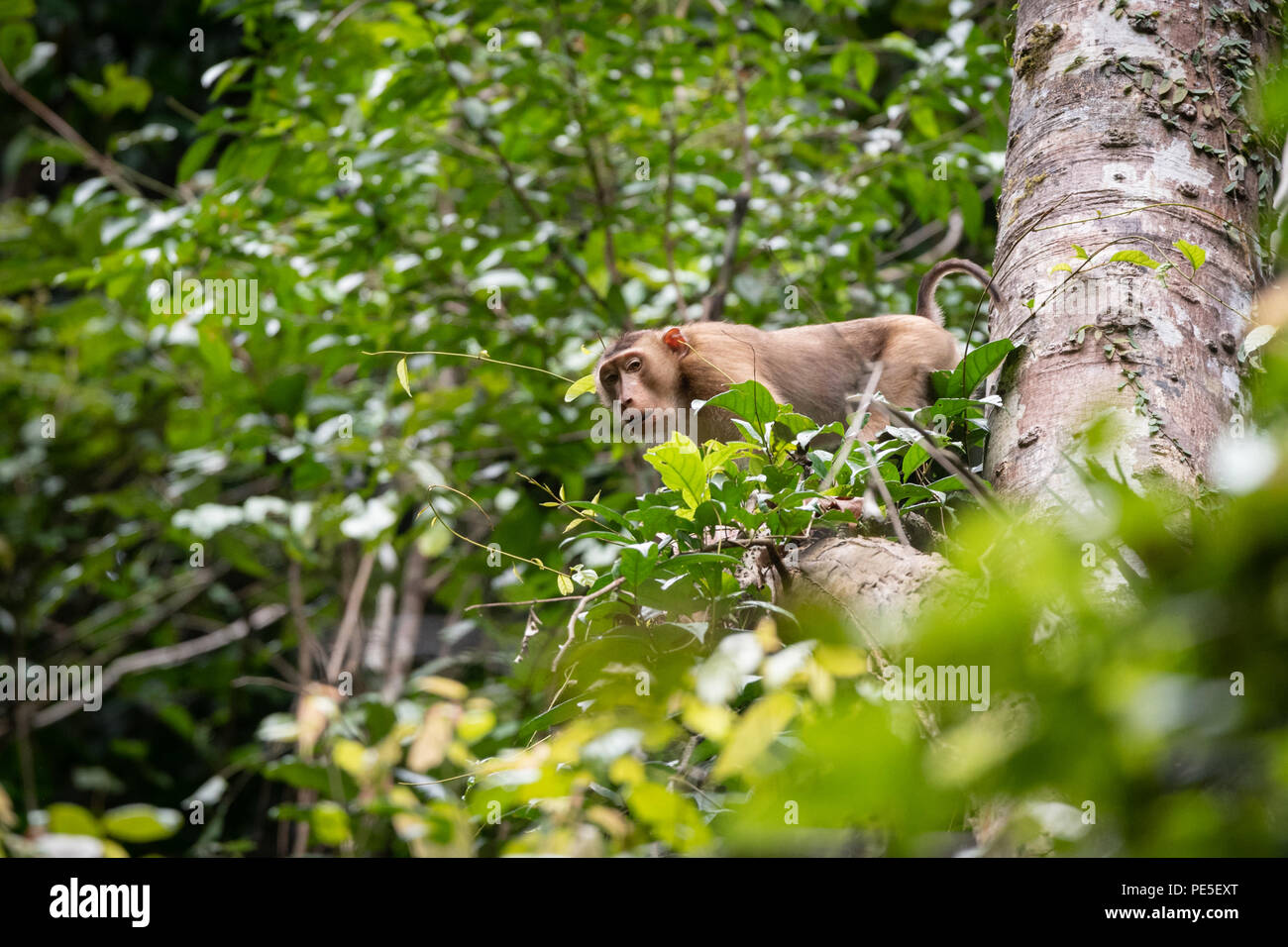 Die südlichen Schwein-tailed Makaken (Macaca nemestrina), auch bekannt als die Sundaland pigtail macaque und Sunda Schwein-tailed macaque. Stockfoto