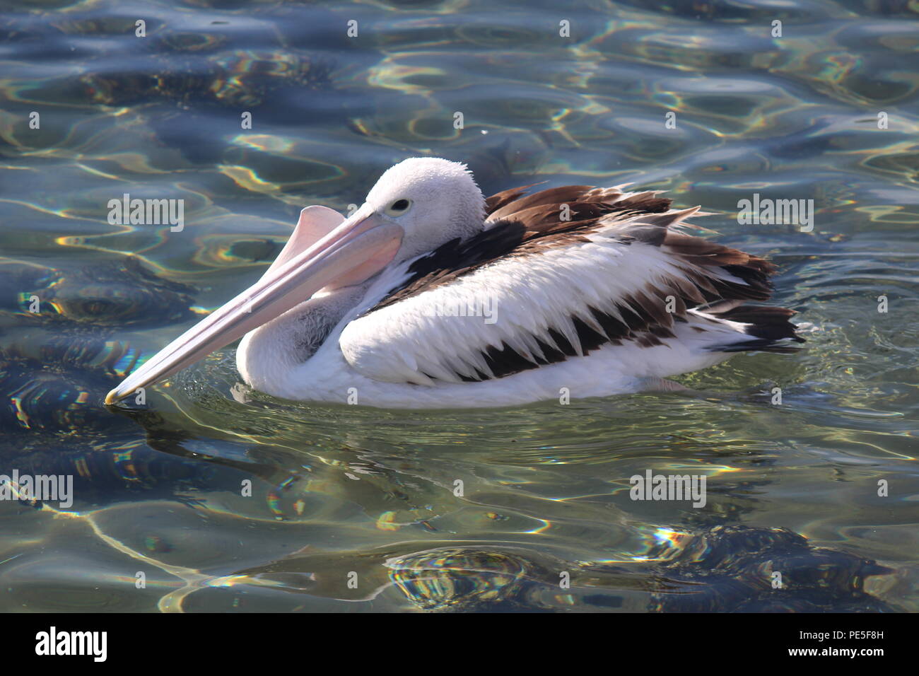 Pelikan floating friedlich auf Wasser in Batemans Bay, Australien. Hals/Linienverkehr sac durch unbekannte Objekt versperrt. Stockfoto