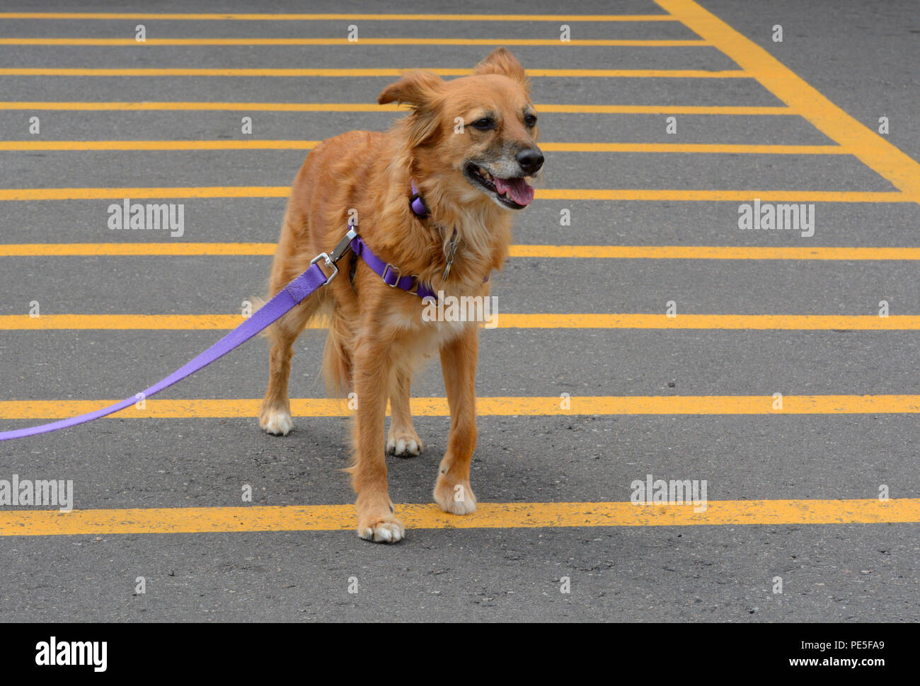 Hund über Stadt-braun Mischling Hund wandern in gelb gestreiften Pflaster von crosswa Stockfoto