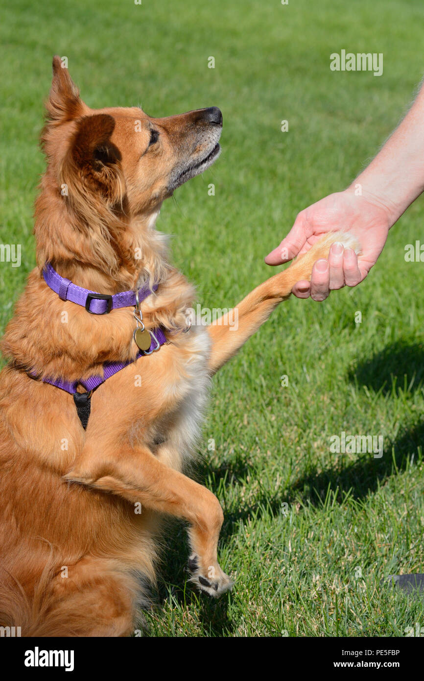 Gemischte Rasse brauner Hund Händeschütteln mit Mann, während sie mit der Liebe in die Augen Stockfoto