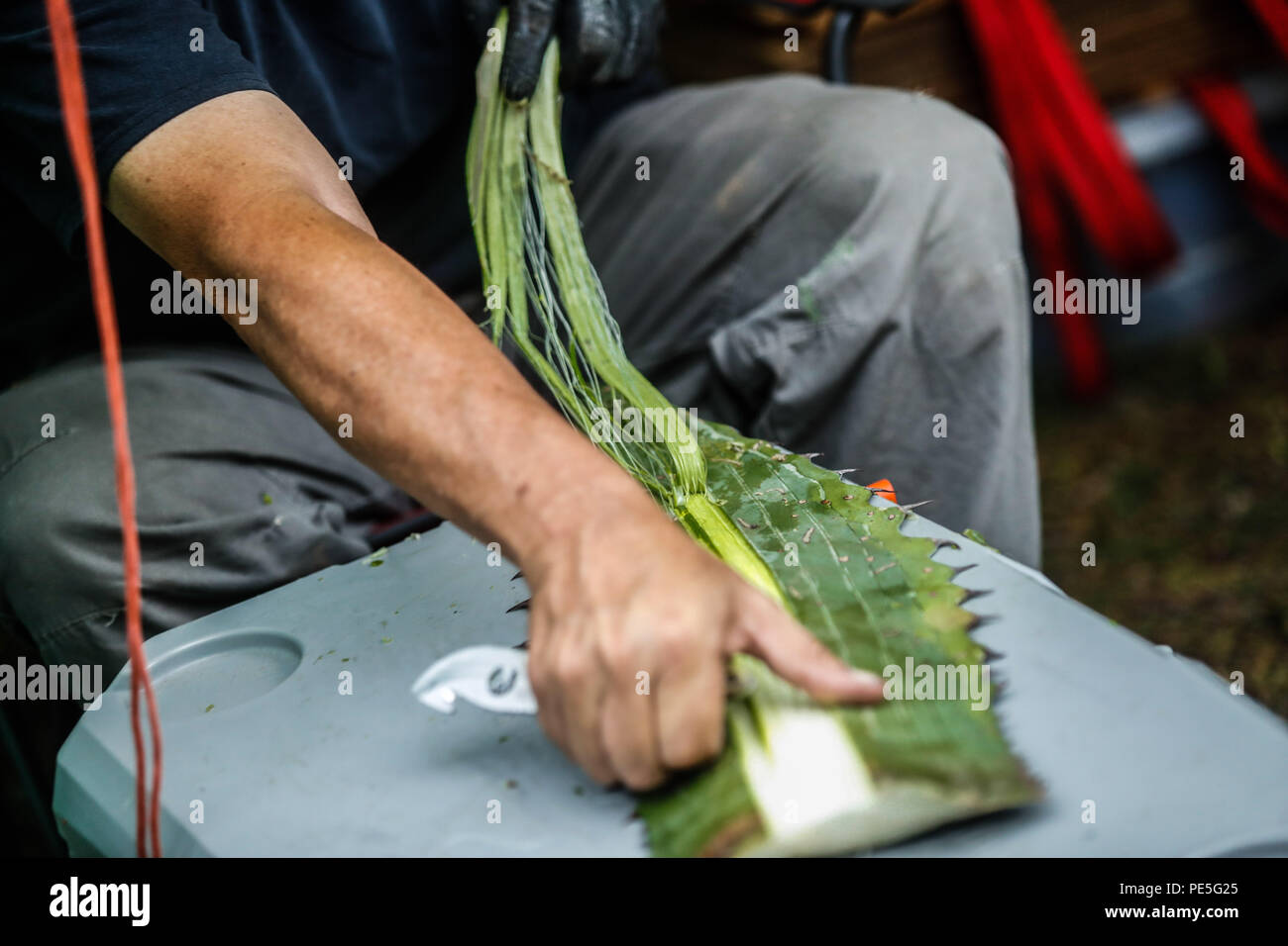 Raul Puente, miembro de la org Desert Botanical Garden de Phoenix, Vorbereitung unas pencas de Maguey, penca Nopal y otros Cactus para su conservacion De herbario...... (Foto: LuisGutierrez/NortePhoto.com) Raul Puente, Mitglied der Phoenix Desert Botanical Garden, bereitet einige Maguey, penca Nopal und andere Kakteen für seine Erhaltung im Herbarium. De expedición Entdeckung Madrense GreaterGood ORG que recaba datos que Syrvaine como Información de Direct para entender mejor las Relaciones biológicas del Archipiélago Madrense y se Usan para proteger y vírgenes conservar las Tierras de la Stockfoto