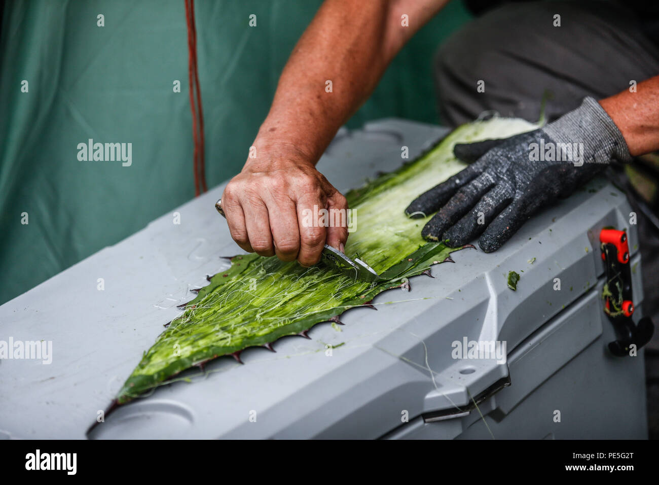 Raul Puente, miembro de la org Desert Botanical Garden de Phoenix, Vorbereitung unas pencas de Maguey, penca Nopal y otros Cactus para su conservacion De herbario...... (Foto: LuisGutierrez/NortePhoto.com) Raul Puente, Mitglied der Phoenix Desert Botanical Garden, bereitet einige Maguey, penca Nopal und andere Kakteen für seine Erhaltung im Herbarium. De expedición Entdeckung Madrense GreaterGood ORG que recaba datos que Syrvaine como Información de Direct para entender mejor las Relaciones biológicas del Archipiélago Madrense y se Usan para proteger y vírgenes conservar las Tierras de la Stockfoto