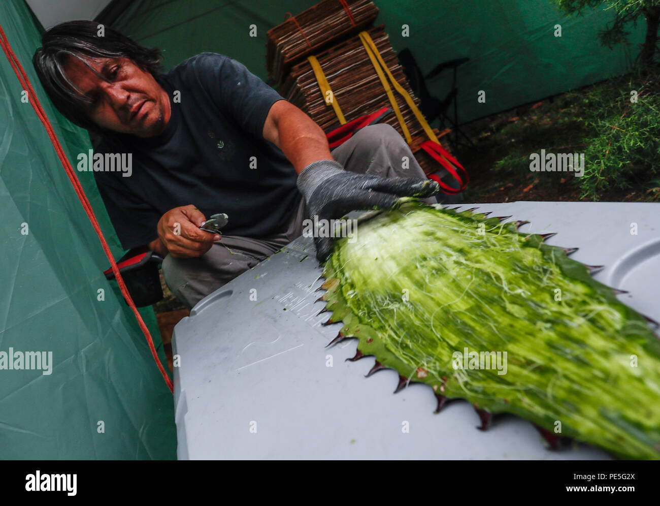 Raul Puente, miembro de la org Desert Botanical Garden de Phoenix, Vorbereitung unas pencas de Maguey, penca Nopal y otros Cactus para su conservacion De herbario...... (Foto: LuisGutierrez/NortePhoto.com) Raul Puente, Mitglied der Phoenix Desert Botanical Garden, bereitet einige Maguey, penca Nopal und andere Kakteen für seine Erhaltung im Herbarium. De expedición Entdeckung Madrense GreaterGood ORG que recaba datos que Syrvaine como Información de Direct para entender mejor las Relaciones biológicas del Archipiélago Madrense y se Usan para proteger y vírgenes conservar las Tierras de la Stockfoto