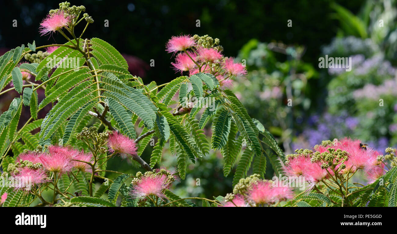 Silk tree Mimosa in voller Blüte mit rosa Rasierpinsel Blumen. Persischer Seide Baum, Albizia julibrissin. Stockfoto