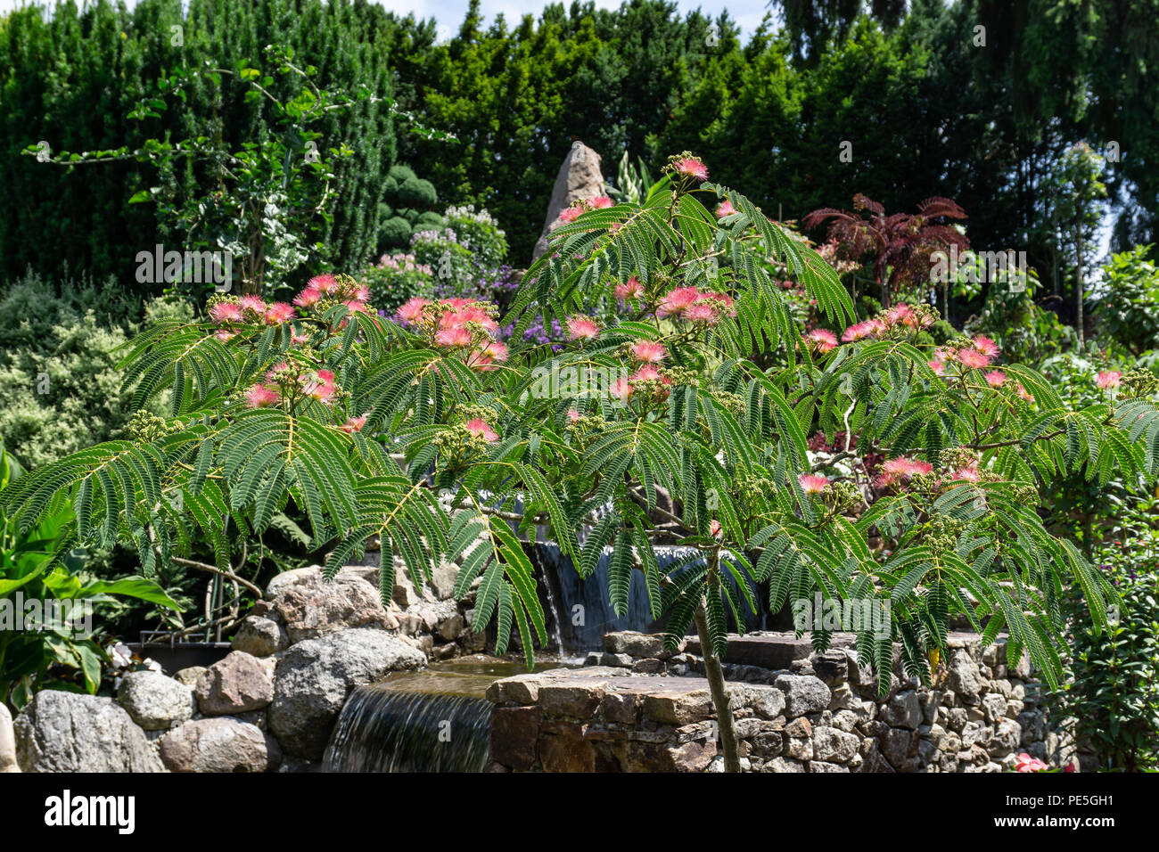 Silk tree Mimosa in voller Blüte mit rosa Rasierpinsel Blumen. Persischer Seide Baum, Albizia julibrissin. Stockfoto