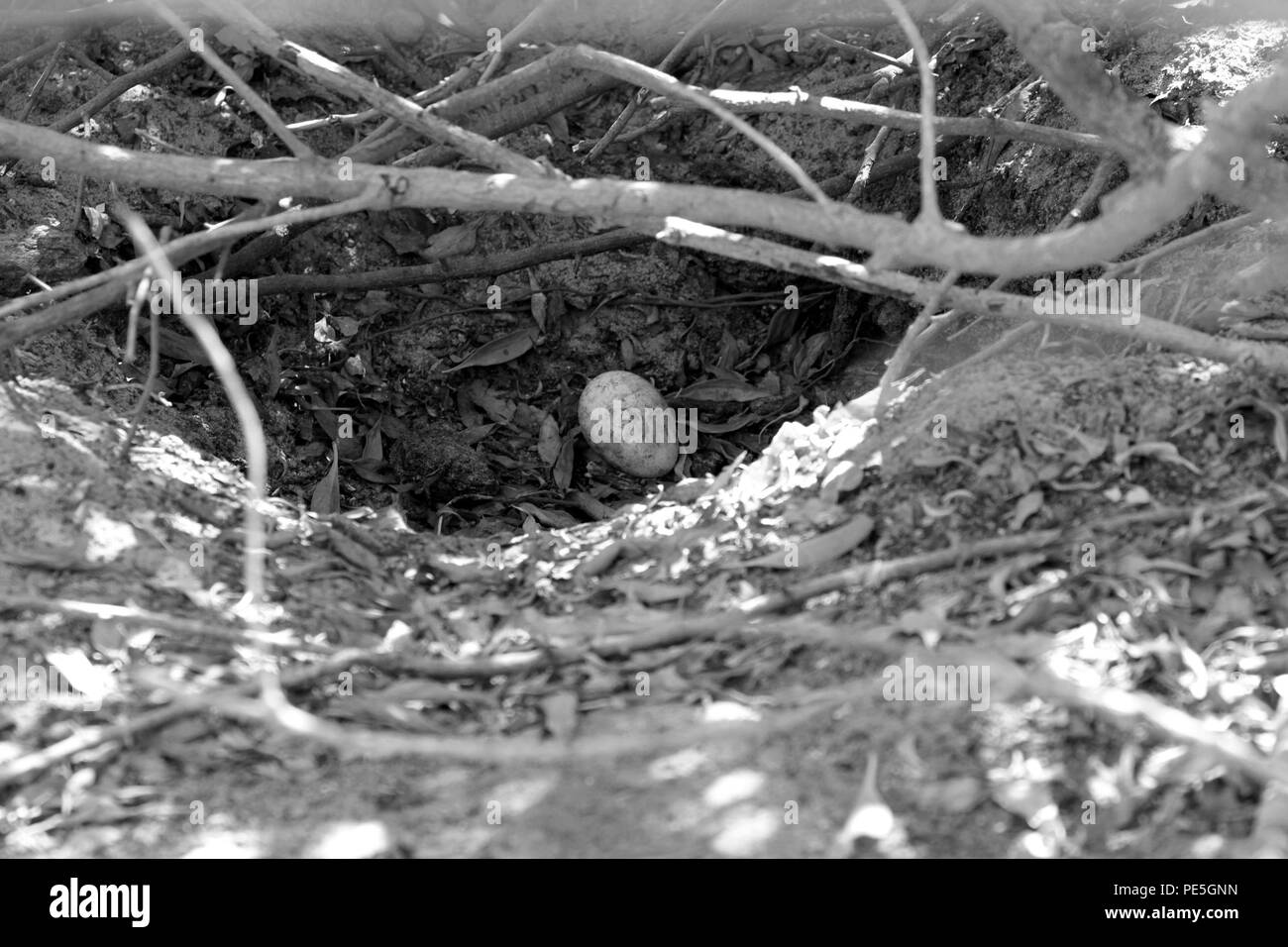 Afrikanische Pinguin Ei (Spheniscus demersus) im Nest Pinguin Kolonie am Boulders Beach, Simon's Town, Kapstadt, Südafrika. B&W Foto) Stockfoto