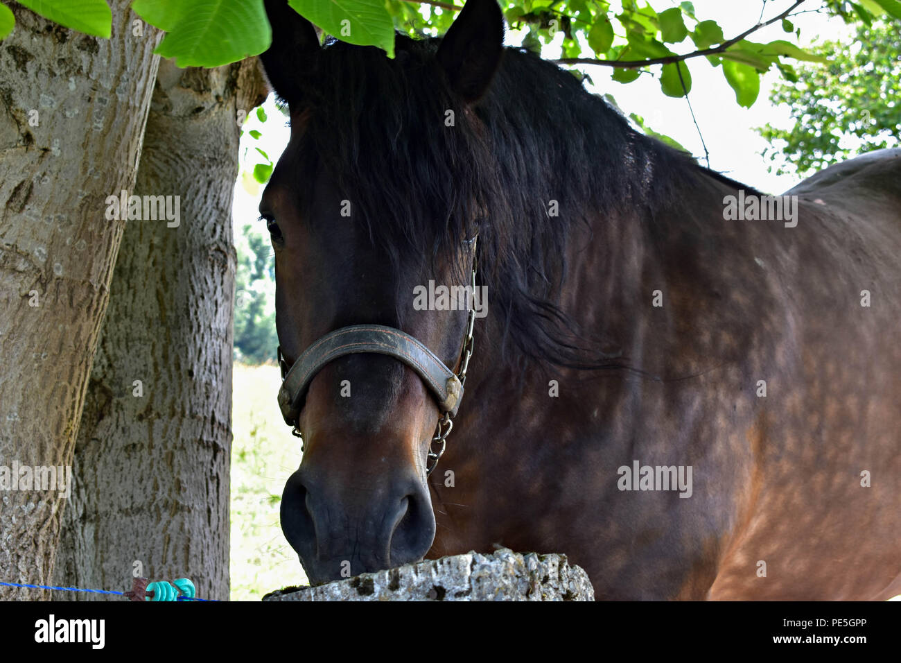 Closeup Portrait von wunderschönen schwarzen Pferd in der Natur Stockfoto