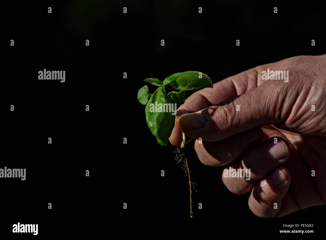 Mann Hand eine grüne Pflanze/konzeptionellen Bild des Lebens und der Hoffnung, Stockfoto