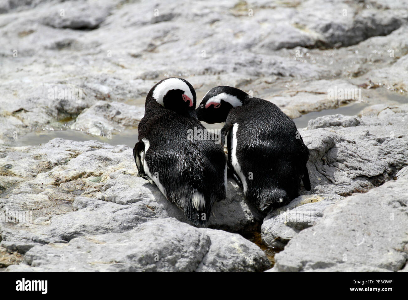 Afrikanische Pinguine (Spheniscus demersus) in Stony Point Nature Reserve, Betty's Bay, Südafrika. Stockfoto
