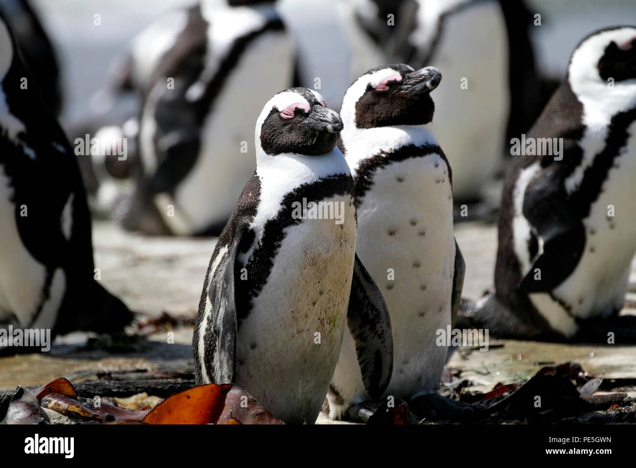 Afrikanische Pinguine (Spheniscus demersus) in Stony Point Nature Reserve, Betty's Bay, Südafrika. Stockfoto