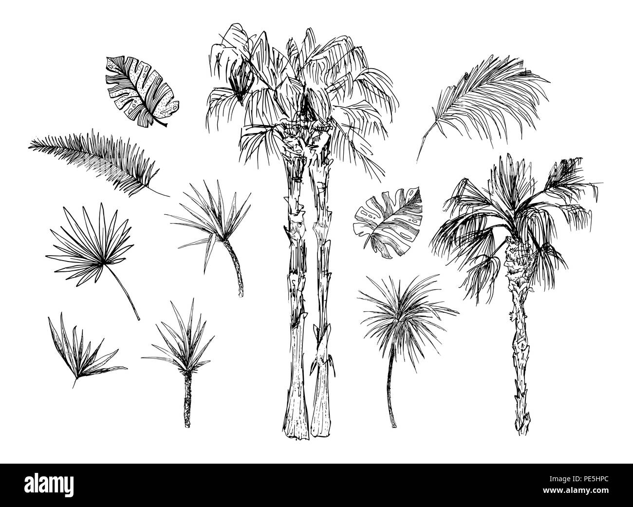 Eingestellt von isolierten skizziert Kokosnuss oder Königin Palmen mit Blättern. Strand und Regenwald, Wüste coco Flora. Laub von subtropischen Farn. Grüne Palmae oder Dschungel arecaceae. Botanik, Thema Umwelt Stock Vektor