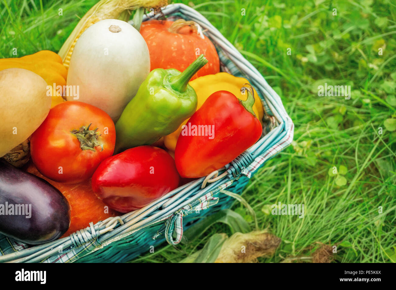 Die Bauern ernten verschiedene Gemüse im Spätsommer in den organischen Garten. Gesunde, nachhaltige Lebensmittel. Herbst Stockfoto