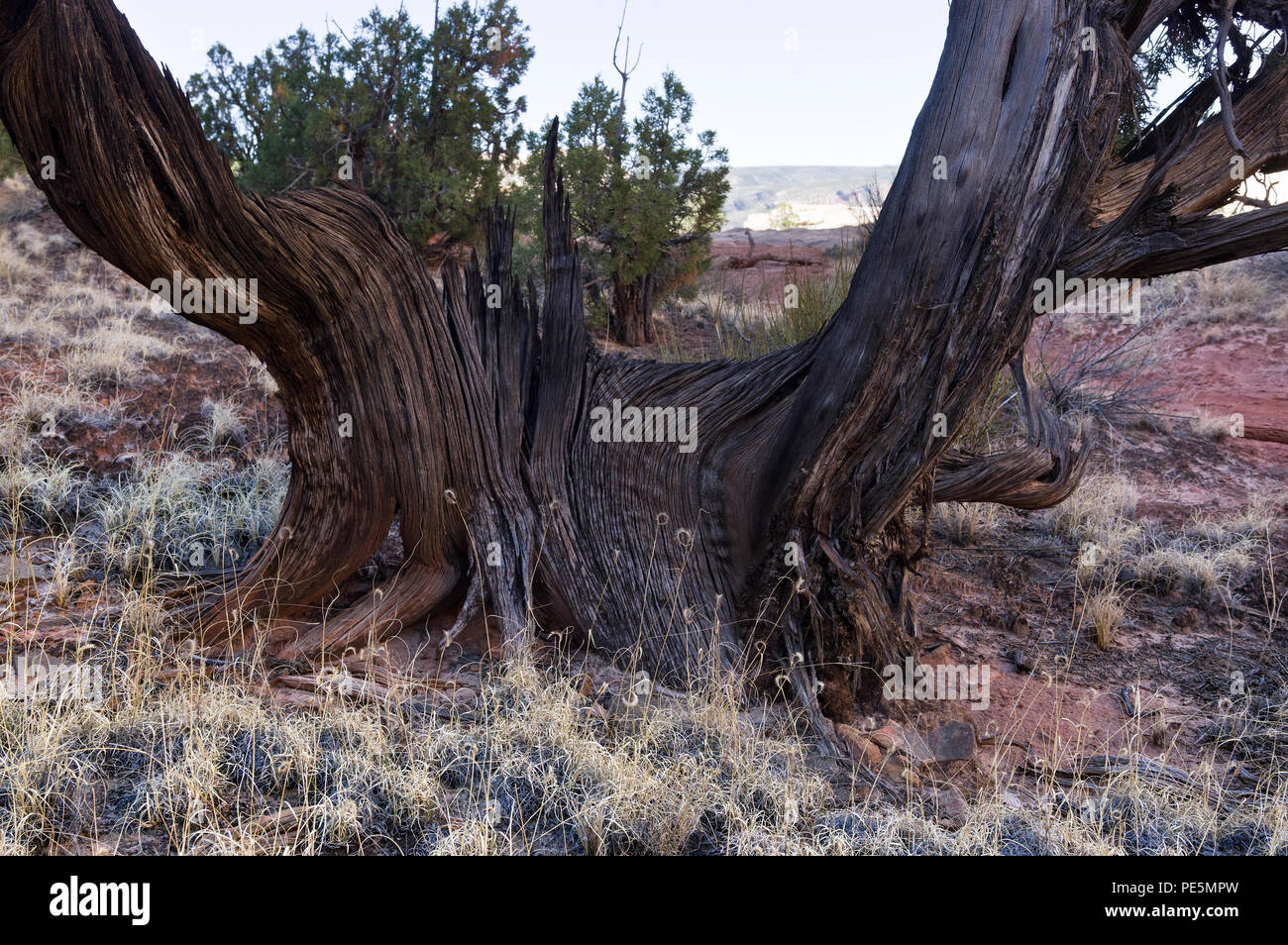 Twisted Bristlecone Pine Tree im Capitol Reef National Park, Utah, United States Stockfoto