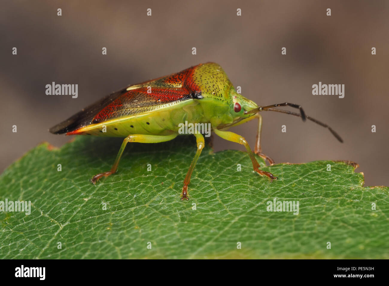 Birke (Elasmostethus interstinctus Shieldbug) sitzen auf Birke Blatt. Tipperary, Irland Stockfoto