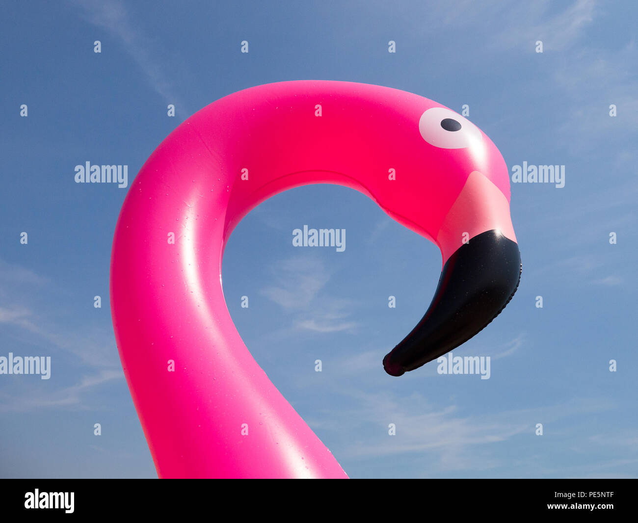 Farbe der Kopf und Hals einer rosa Aufblasbare Flamingo, geschossen von unten gegen einen blauen Himmel mit schwachen wispy Wolken Stockfoto