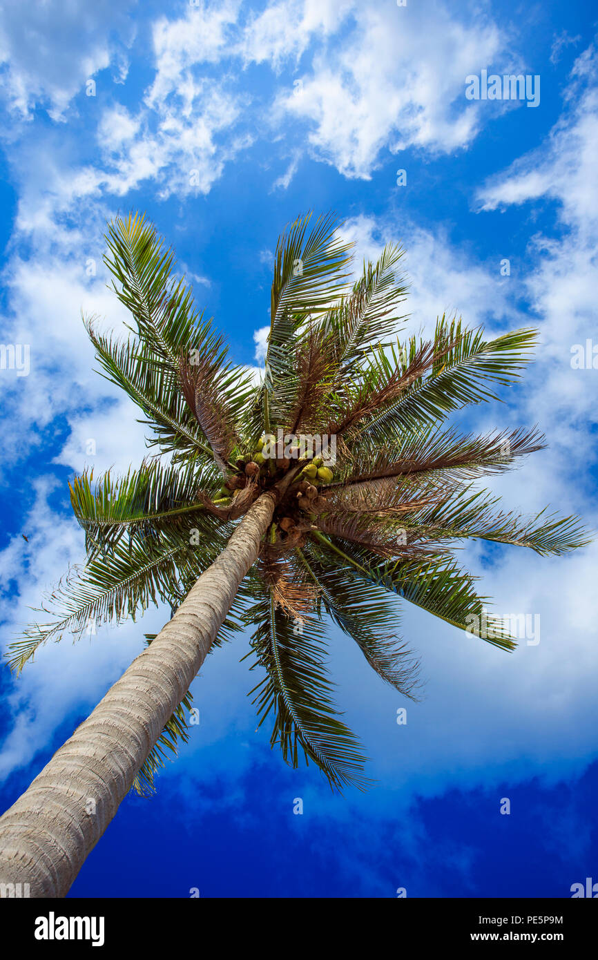 Kokospalme auf Himmel Hintergrund Stockfoto