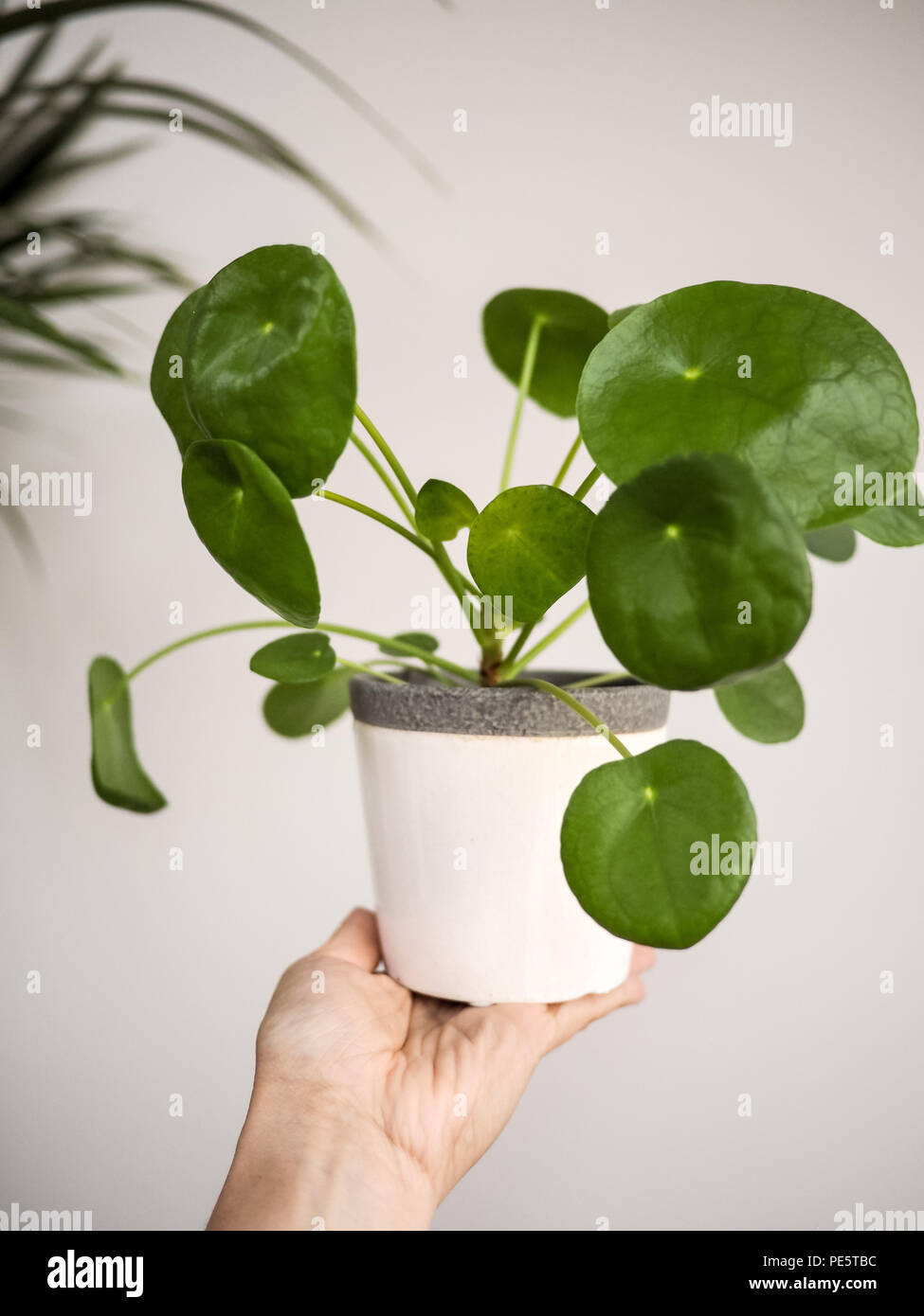 Hand mit einem pilea peperomioides (Urticaceae) in einem weißen Topf vor einem weißen Hintergrund Stockfoto