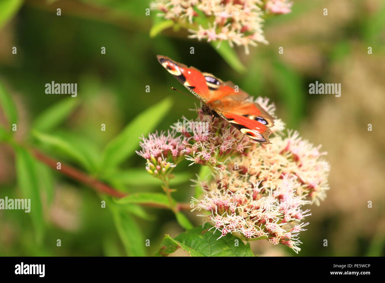 Schmetterling auf Blume Stockfoto