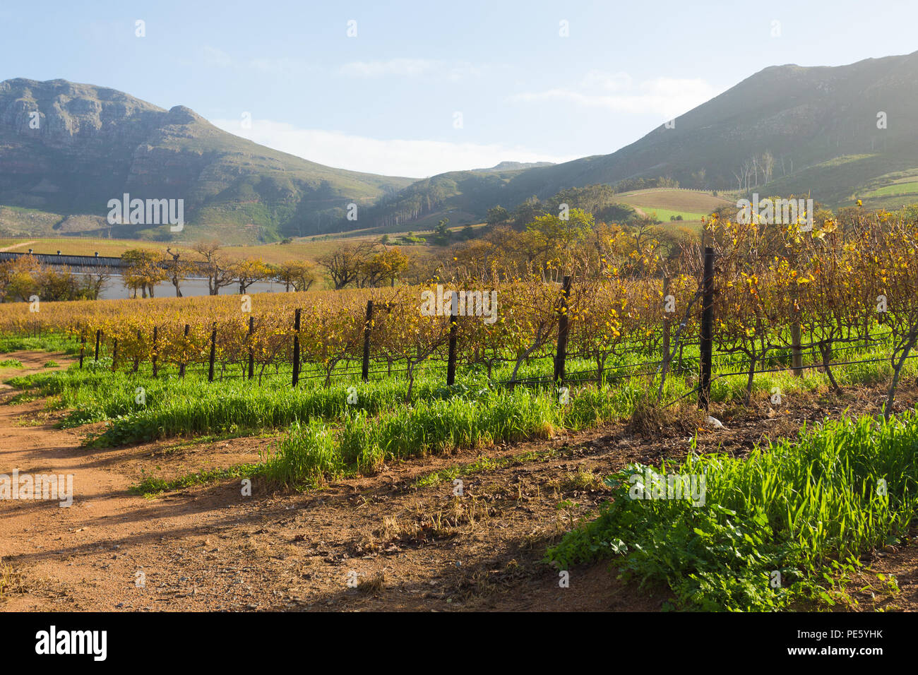 Landschaft Blick über die Weinberge und die Berge im Winter gegen Groot Constantia Wine Estate in Kapstadt Südafrika Stockfoto