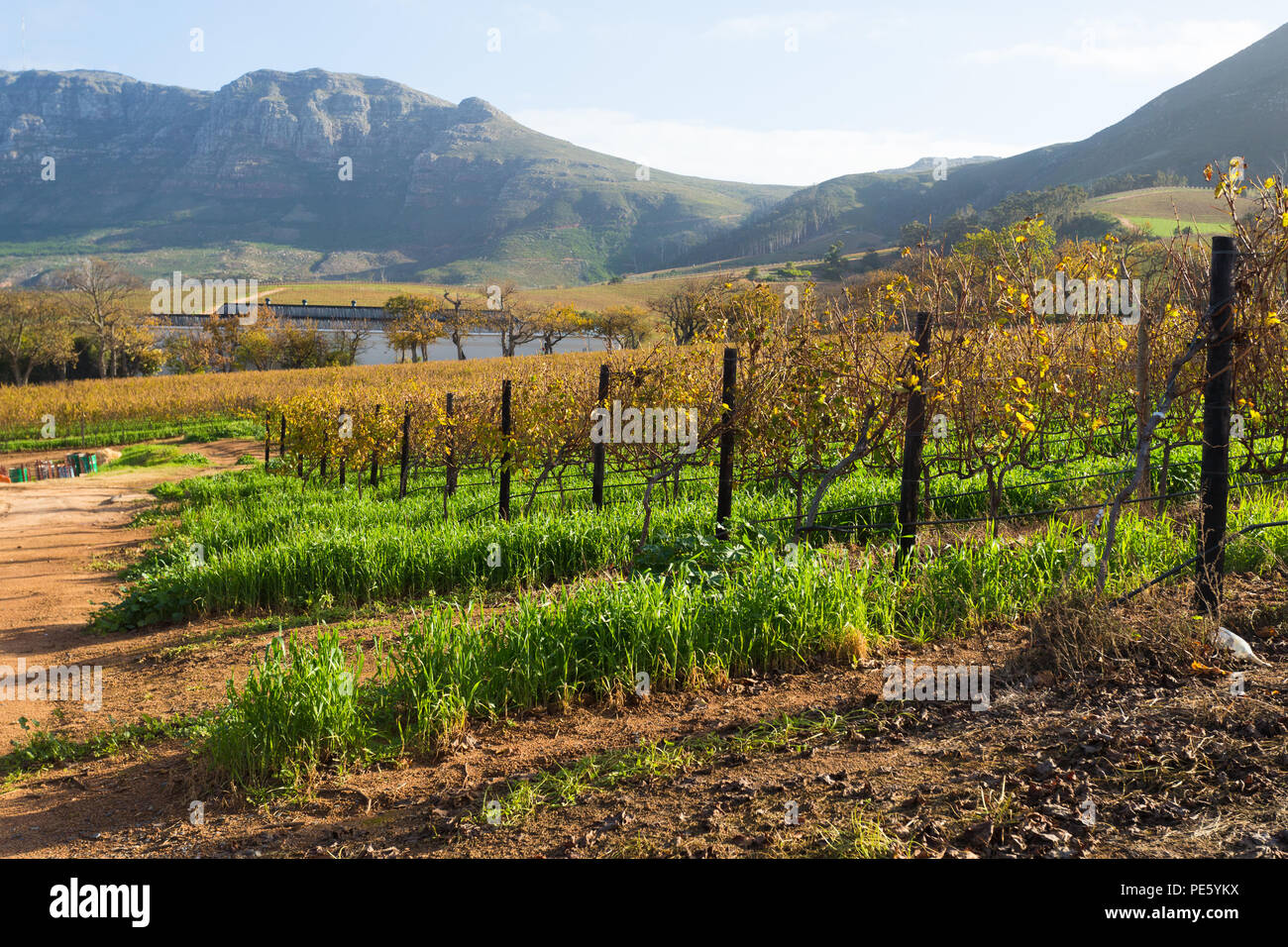 Landschaft Blick über die Weinberge und die Berge im Winter gegen Groot Constantia Wine Estate in Kapstadt Südafrika Stockfoto