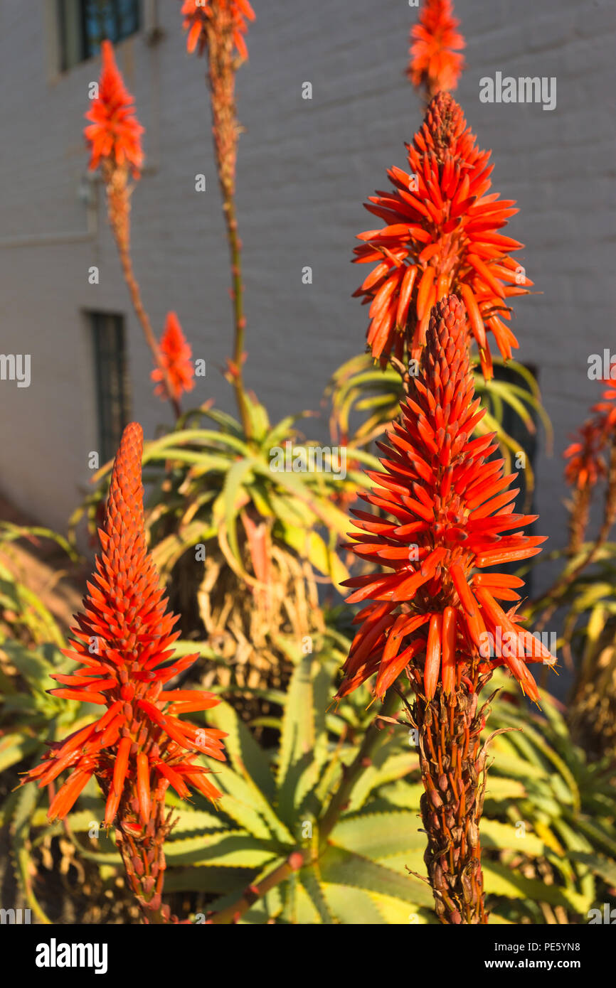Aloe Blumen auf Pflanzen in voller Blüte während der Wintersaison in  Kapstadt, Südafrika Stockfotografie - Alamy