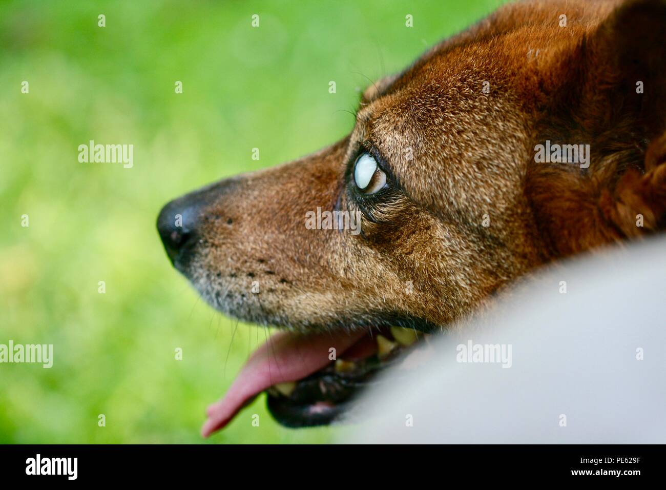 Blinder Hund Stockfoto
