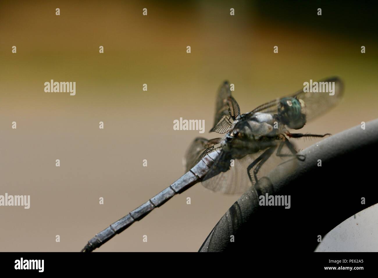 Nahaufnahme eines full body Dragon Fly Stockfoto