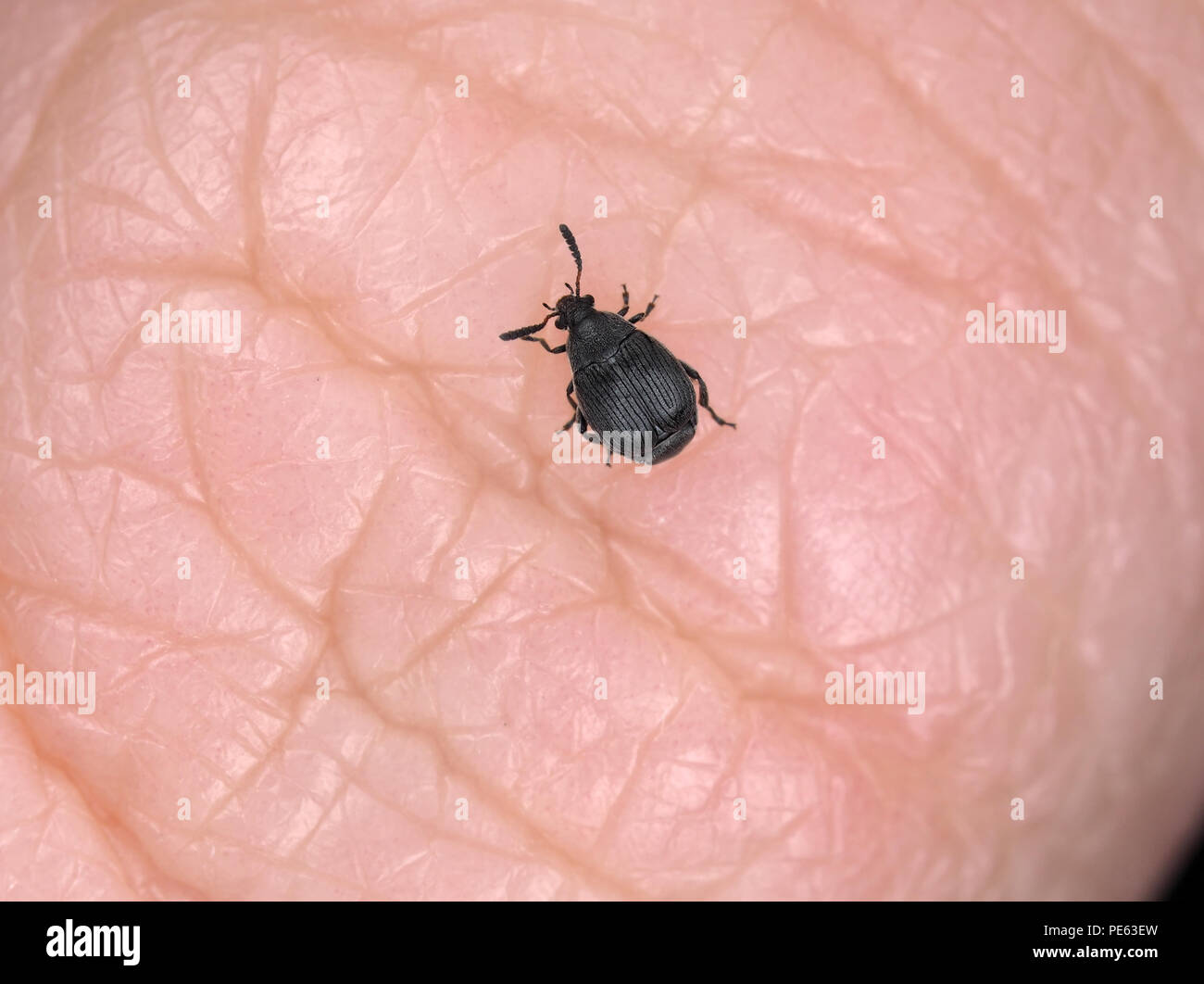 Winzige 2,5 mm Besen Saatgut Käfer (Bruchidius Villosus) auf einem menschlichen Daumen Stockfoto