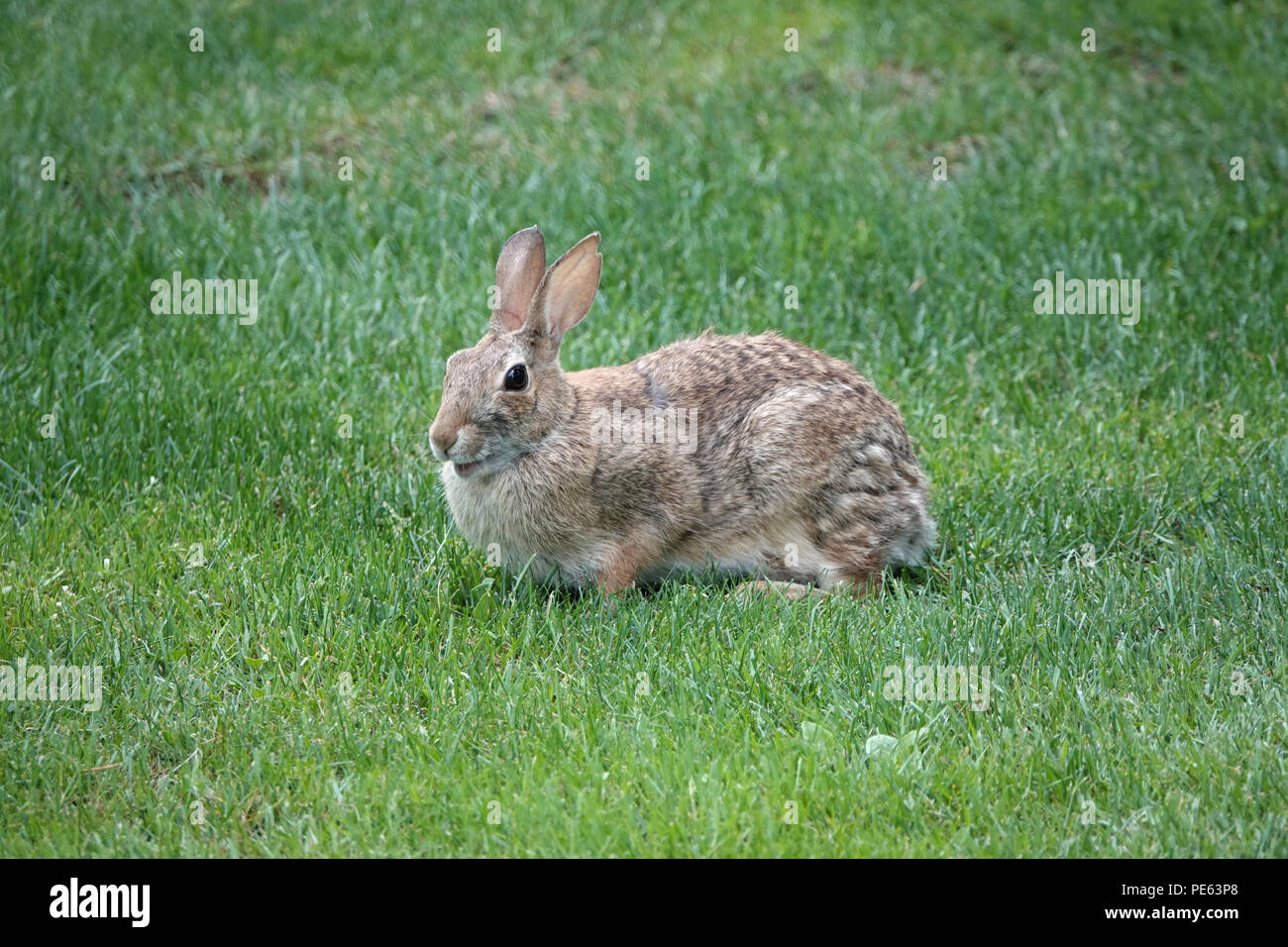 Adultes Ostkottail-Kaninchen (Sylvilagus floridanus) auf Gras in Bellevue, WA, USA Stockfoto