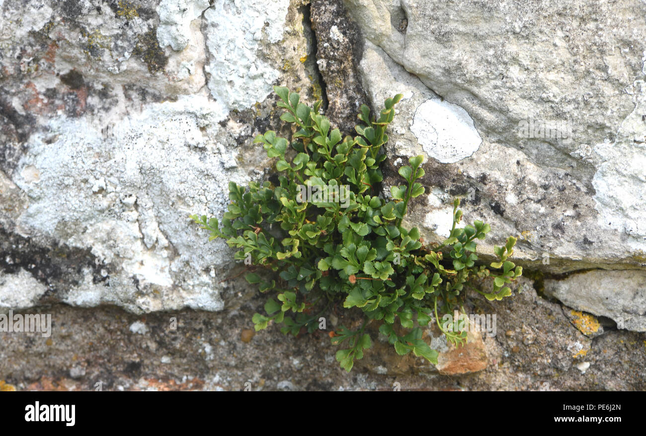 Der Farn, Wand, rue de (Asplenium Ruta-Muraria) wächst in der kalkmörtel in den Mauern der Ruinen der alten Bayham Abbey. Frant, East Sussex, England. U Stockfoto