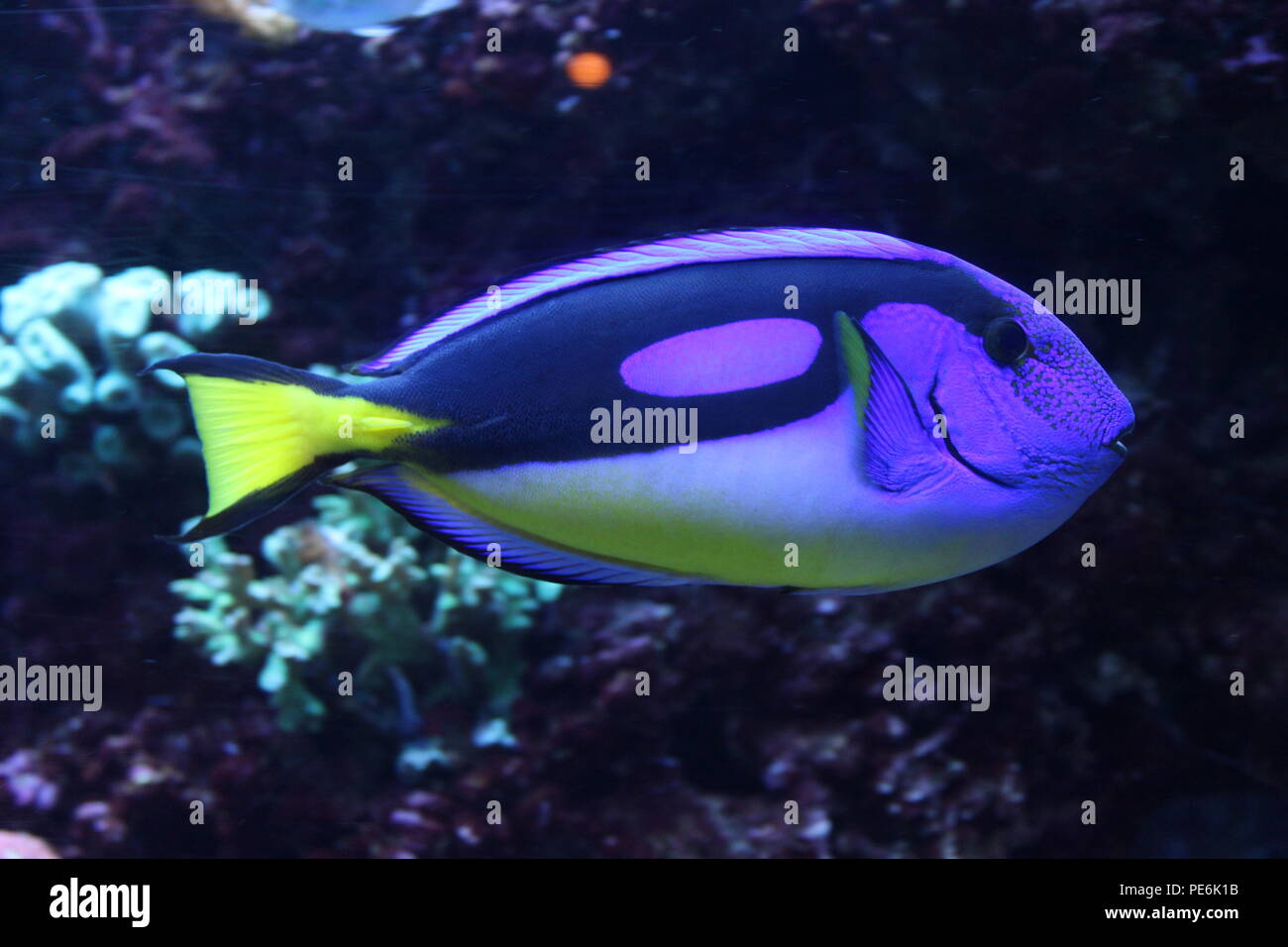 Blue Tang im Florida Aquarium, Tampa, FL, USA Stockfoto