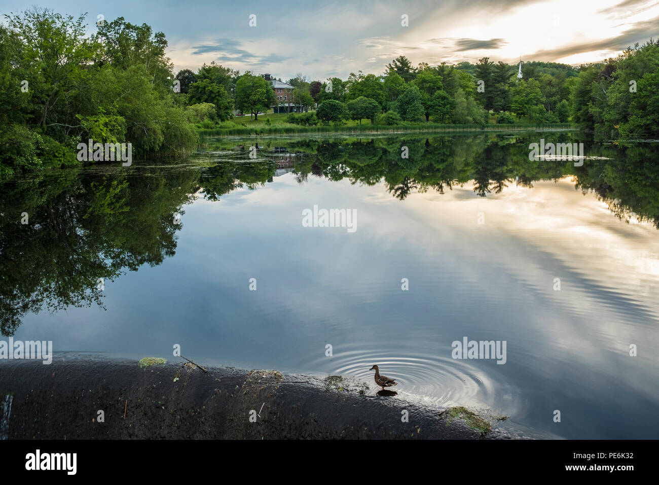 Eine einsame Ente steht am Rande eines Staudamms an der Salisbury Teich im Institut Park, Worcester, MA Stockfoto