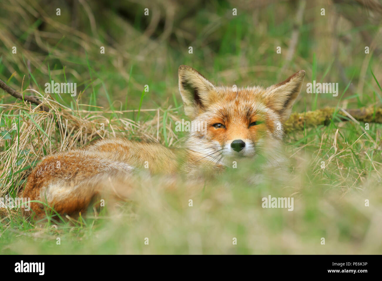 Tiefpunkt eines wilden jungen Red Fox (Vulpes vulpes) Vixen ausruhen und entspannen in der Wiese mit Gras und Holz. Stockfoto