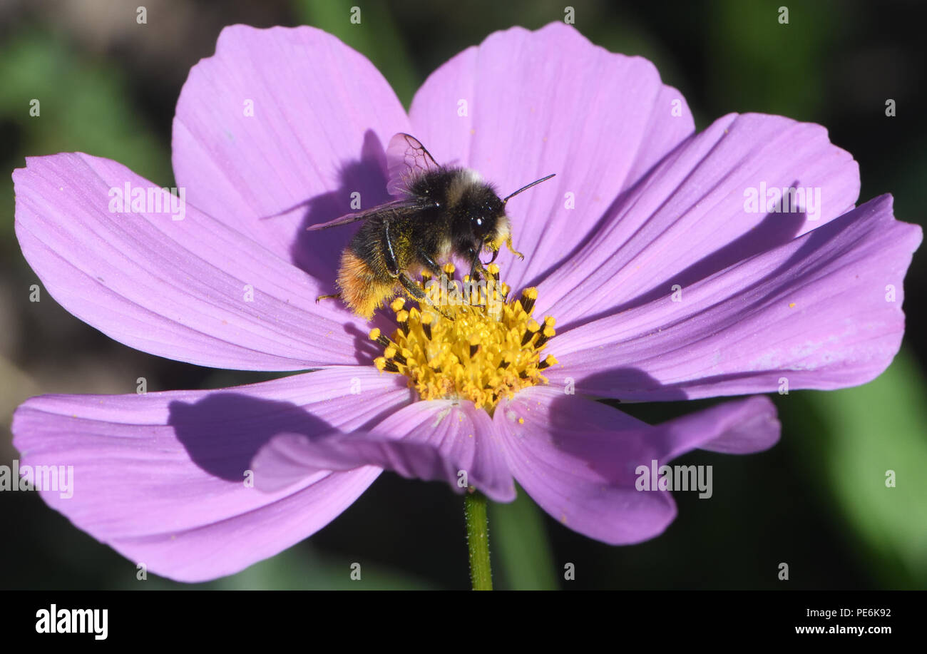 Ein Arbeiter Red-tailed Hummel (Bombus lapidaries) Nahrungssuche auf einen Kosmos (Cosmos Bipinnatus). Bedgebury Wald, Kent, Großbritannien. Stockfoto