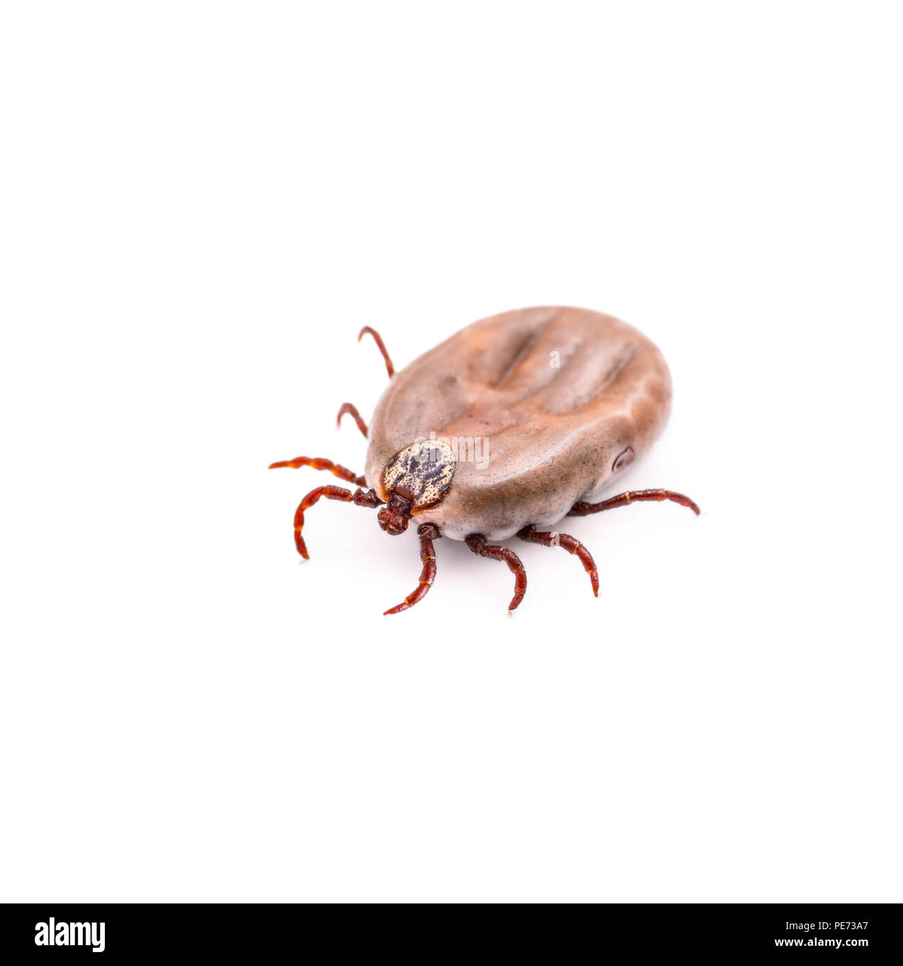Enzephalitis Virus oder Borreliose infizierte Zecke Arachnid Insekt-schädling isoliert auf weißem Hintergrund Stockfoto