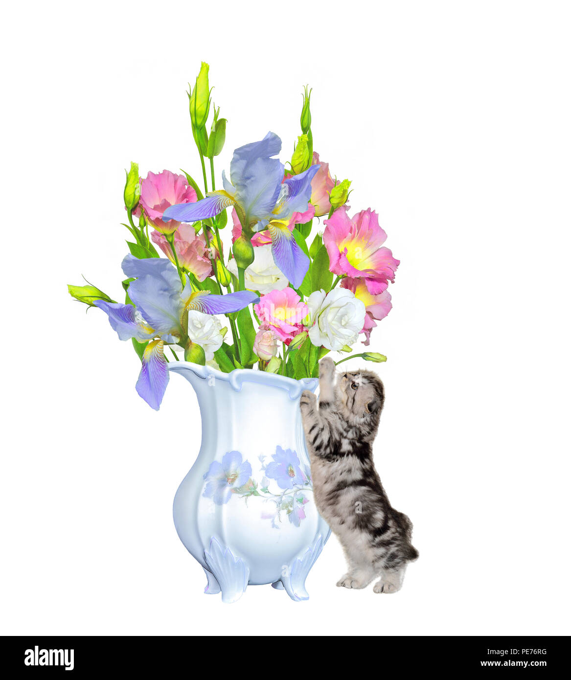 Kleines Kätzchen steht in der Nähe der antiken Porzellan Kanne und zieht Pfoten zu den schönen Blumenstrauß aus sanften lisianthus und Iris Blumen close up, isoliert Stockfoto