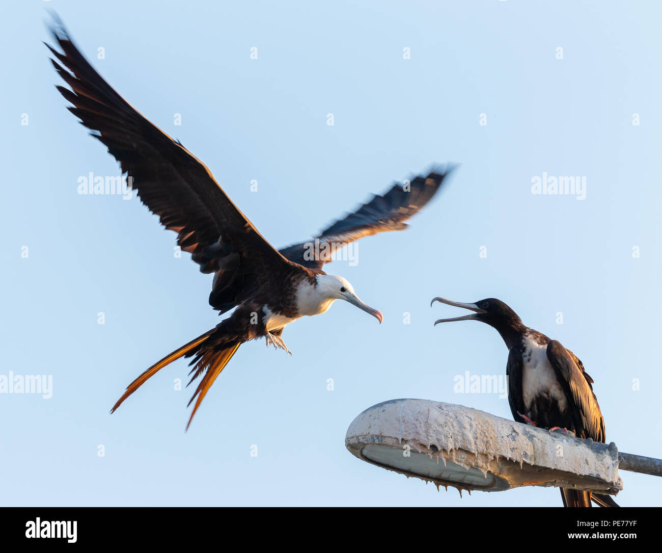 Prachtvolle Fregatte Vogel fliegen Stockfoto