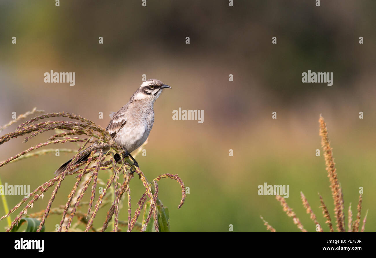 Long-tail mockingbird sitzen auf einer Maispflanze Stockfoto